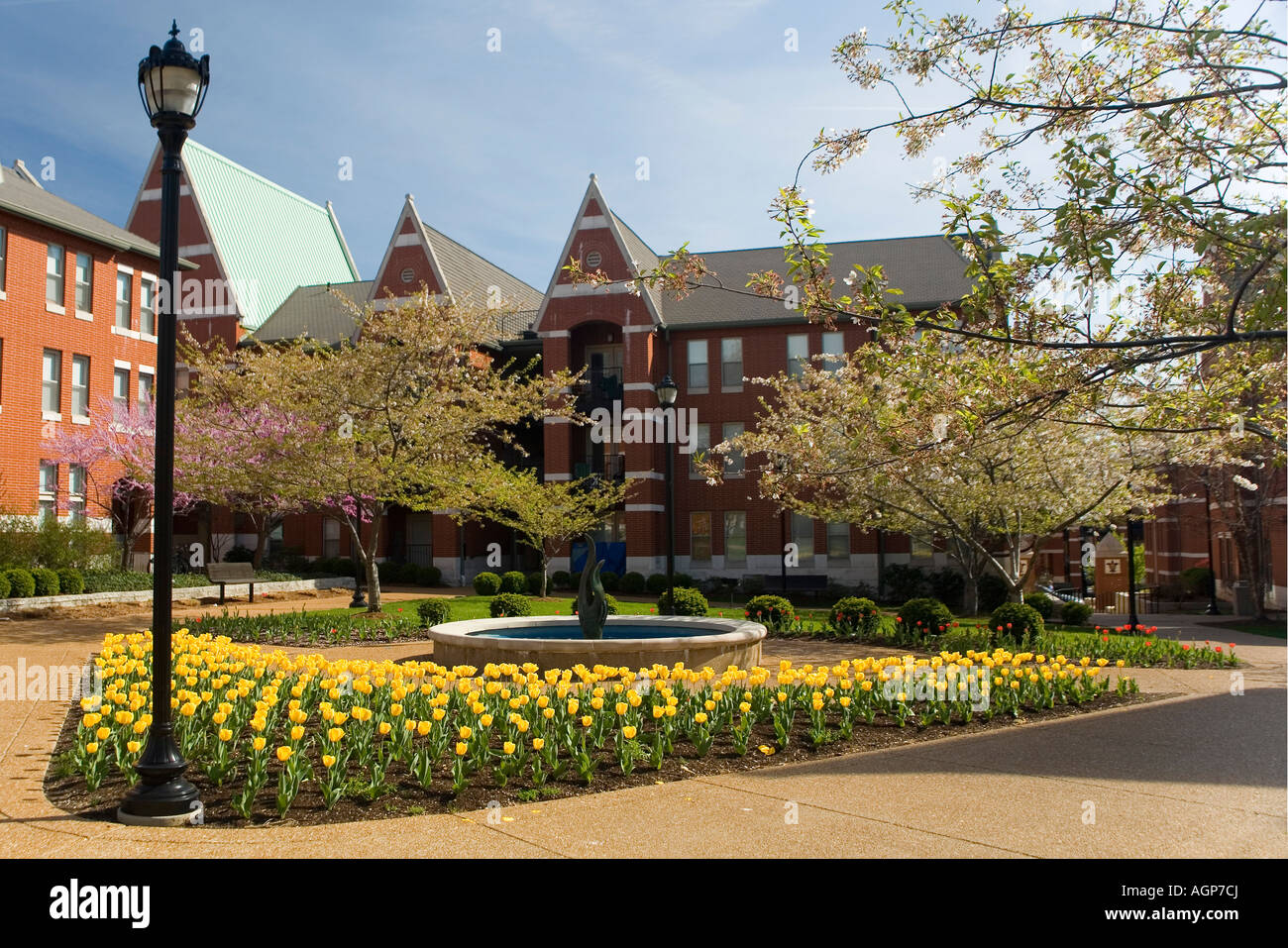 St Louis University campus in primavera con tulipani gialli. Foto Stock
