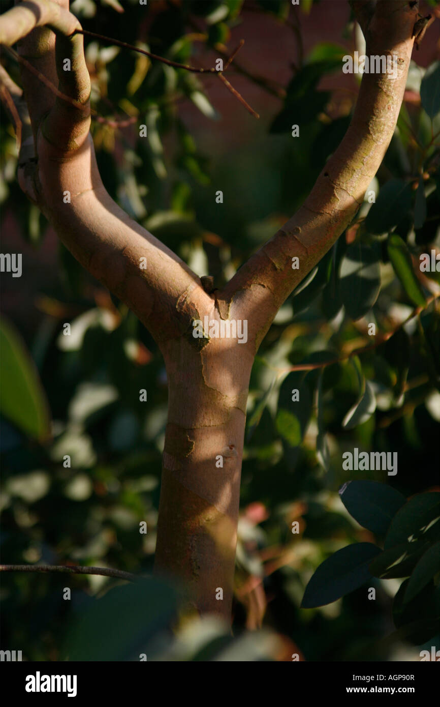 Eucalipto sotto la luce diretta del sole Foto Stock