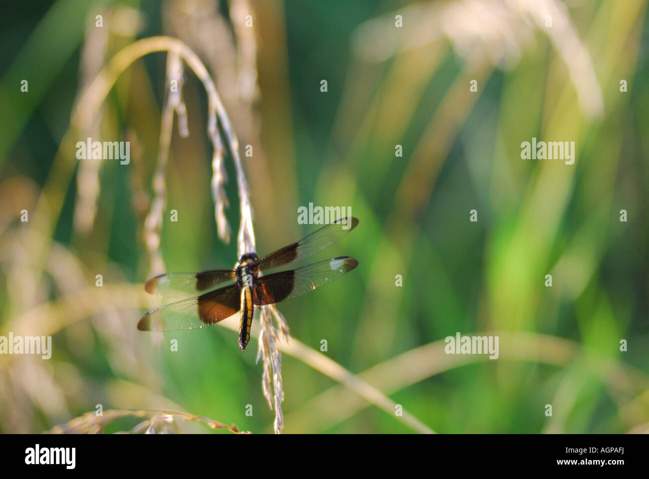 Vedova Skimmer Dragonfly (Libellula luctuosa) sull'erba Foto Stock