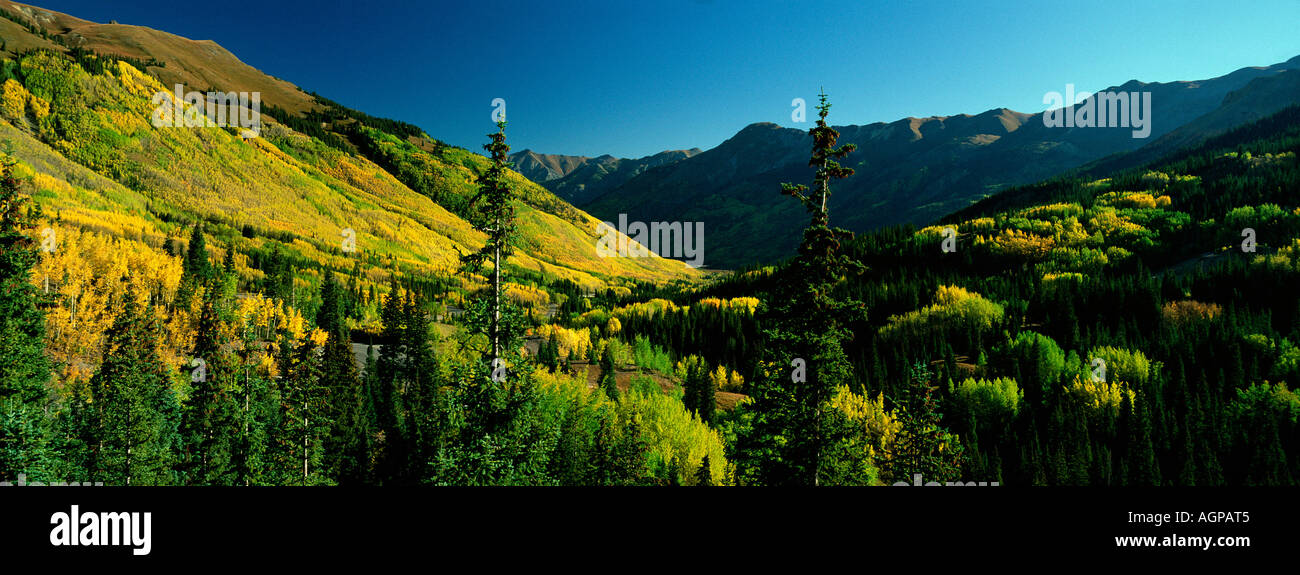 Foresta di autunno Foto Stock