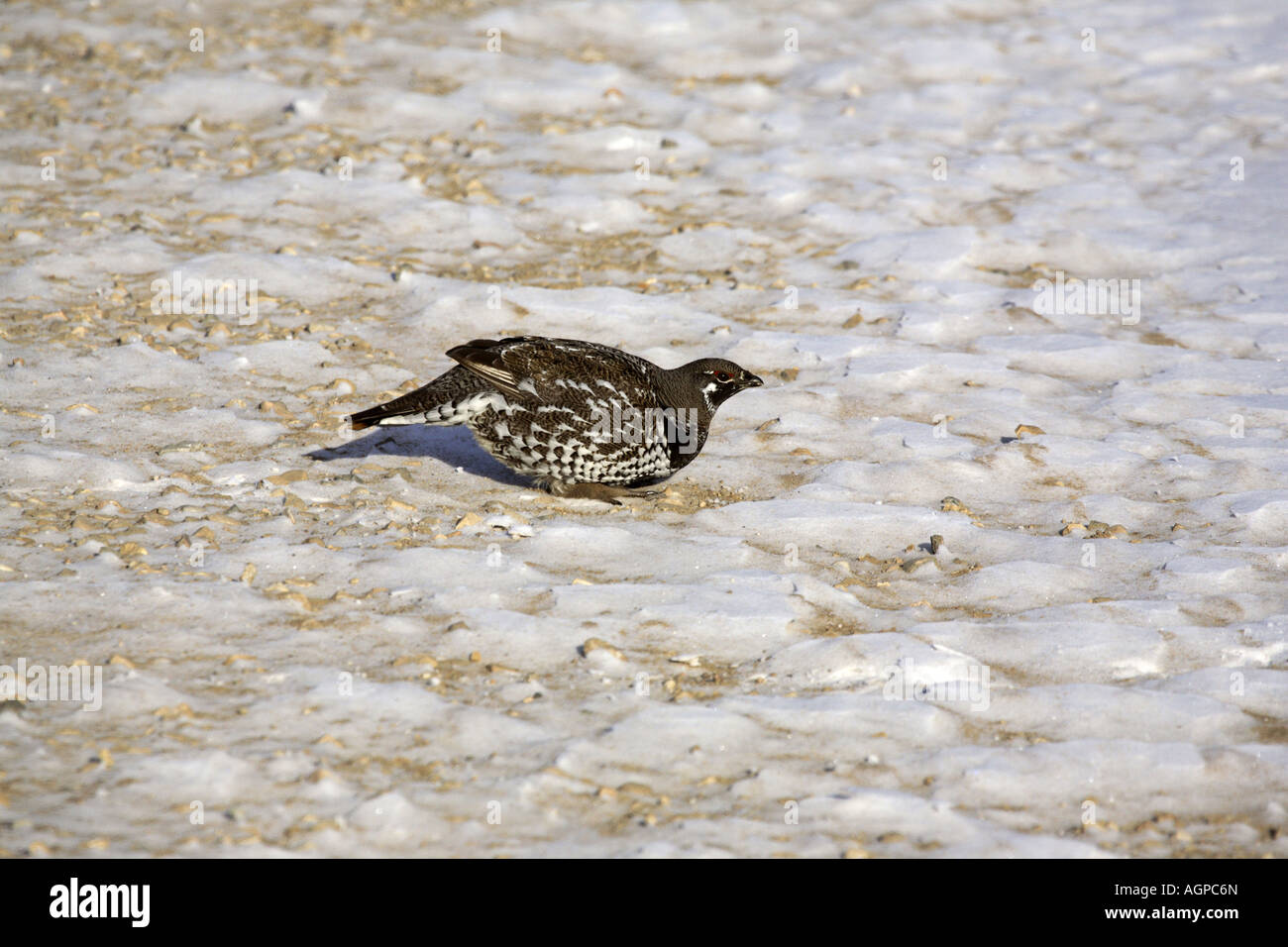 Spruce Grouse in inverno Foto Stock