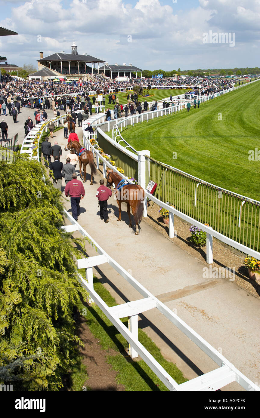 Cavalli essendo portato alla Parade Ring di fronte alla vecchia tribuna coperta a Doncaster Racecourse Yorkshire England Regno Unito Foto Stock