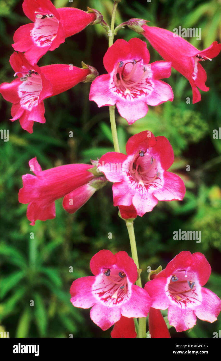 Penstemon " Etna", rosso fiori piante da giardino dettaglio chiudere fino penstemons Foto Stock