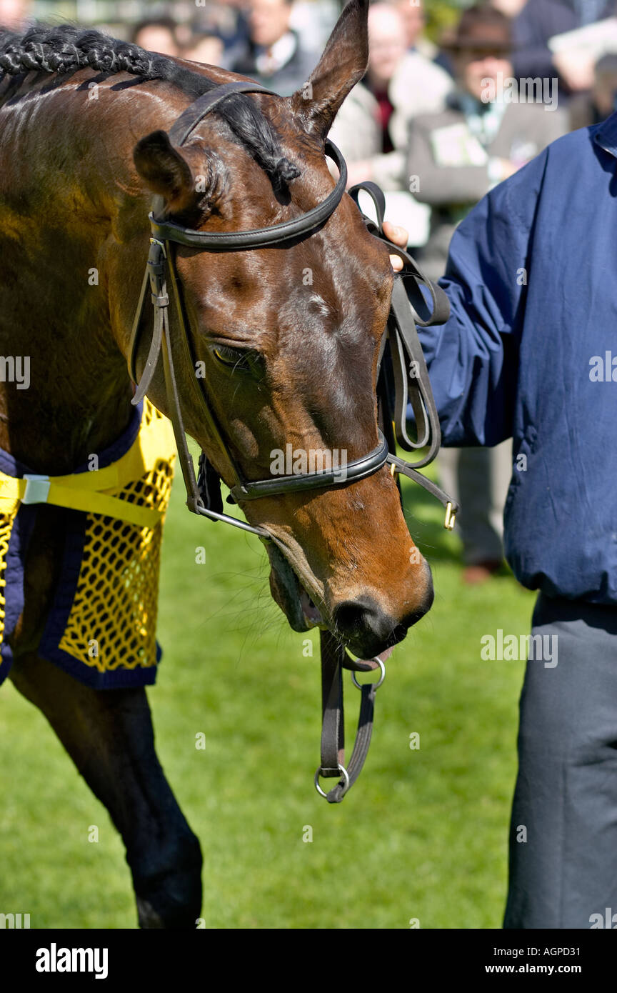 Close up di corsa di cavalli in un enclosure vincitori, England, Regno Unito Foto Stock