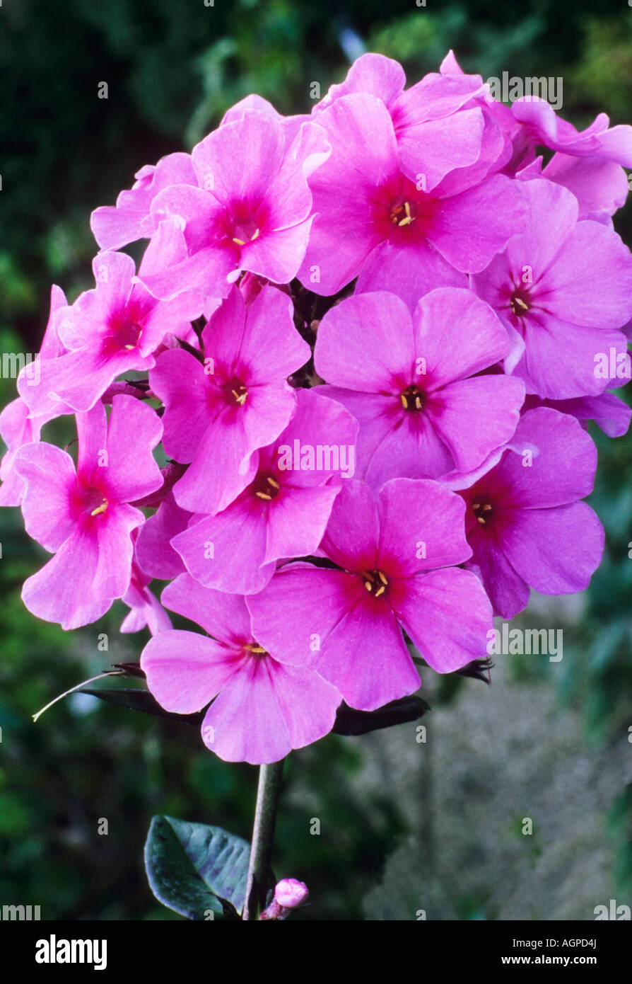 Phlox paniculata "Eva Cullum' Fiore rosa pianta di giardino Foto Stock