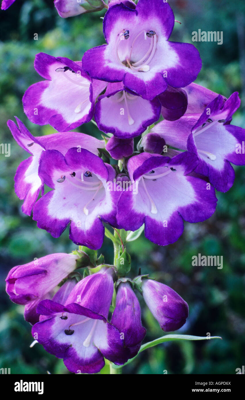 Penstemon 'Pensham zar' viola e bianco fiore pianta di giardino penstemons Foto Stock