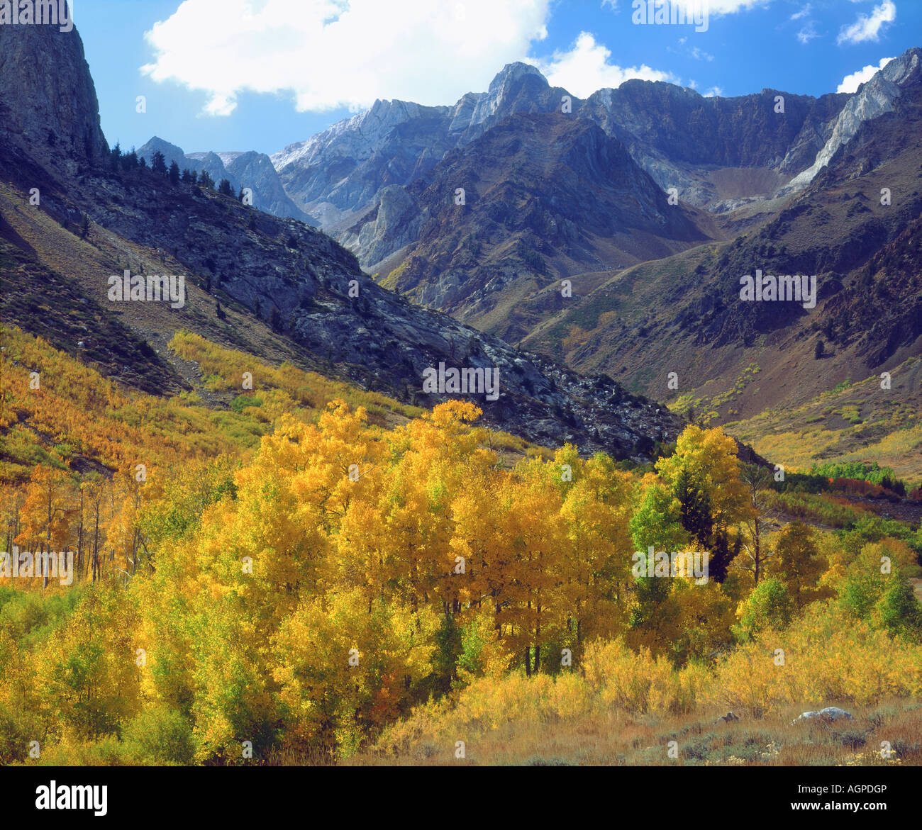 Stati Uniti, California, Sierra Nevada. Aspen alberi in colore di autunno in McGee area torrente. Foto Stock