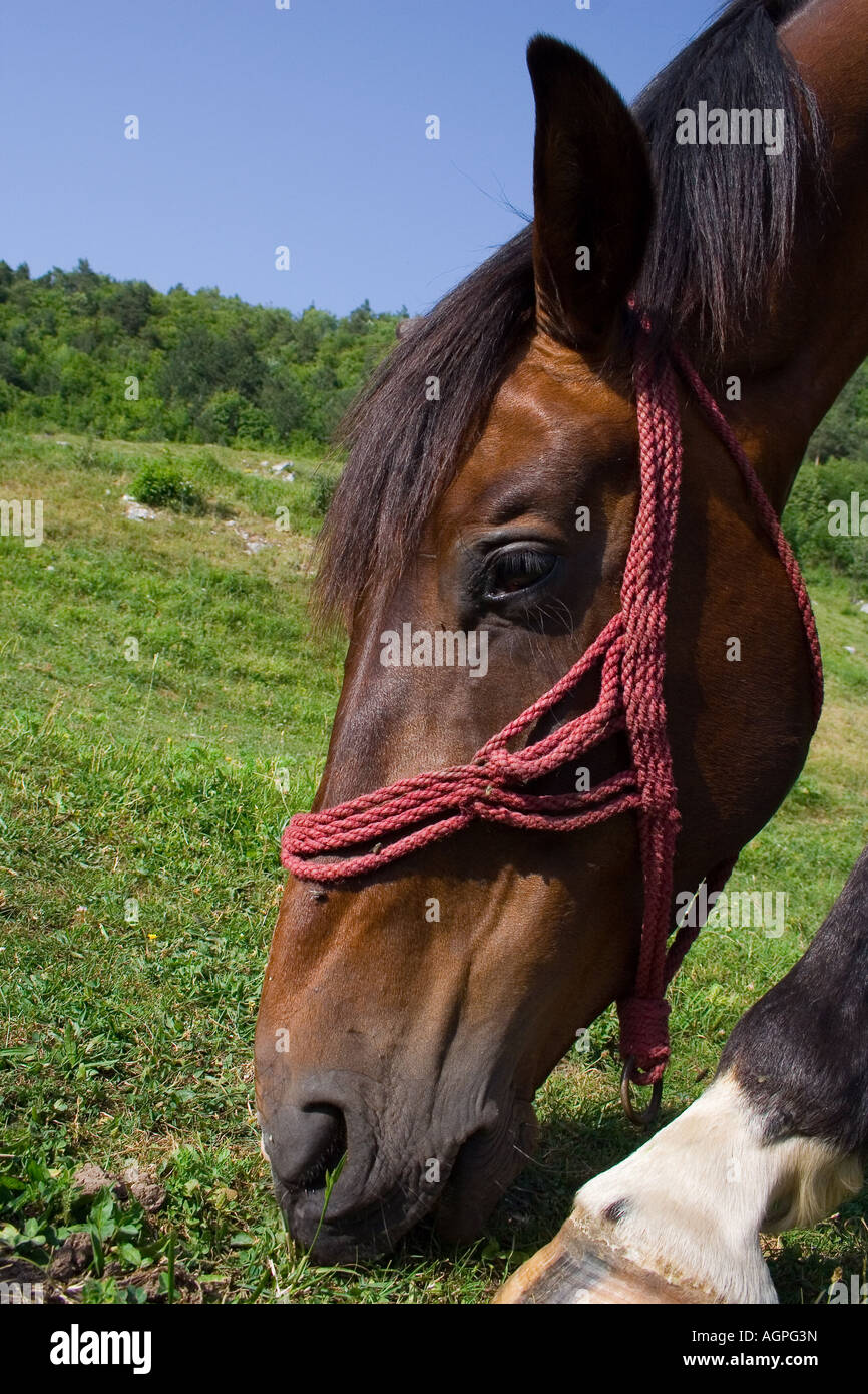 Un cavallo marrone con un cavo rosso di pascolare su un pascolo Foto Stock