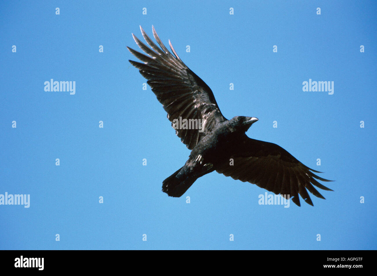 Cornacchia Foto Stock