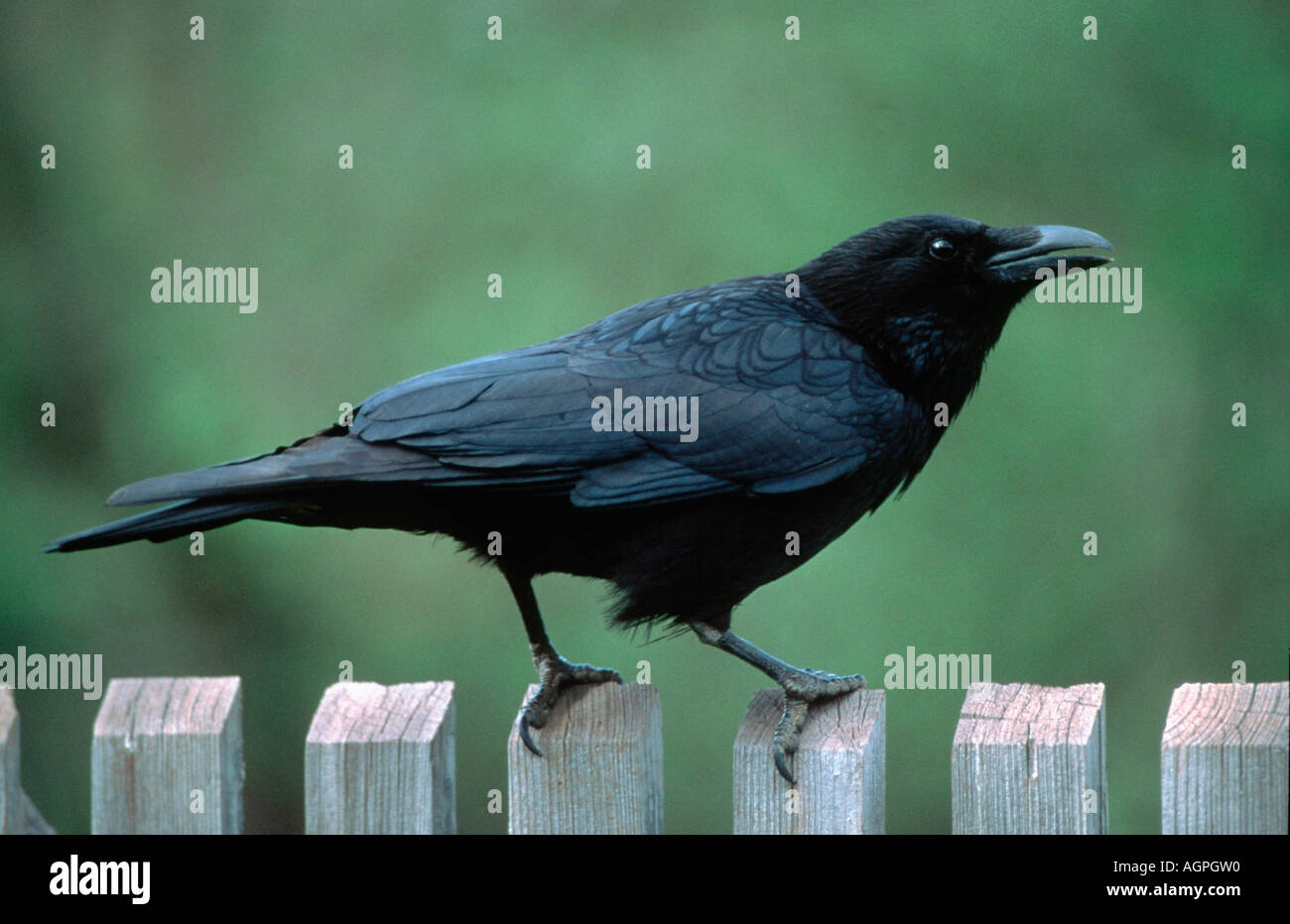 Cornacchia Foto Stock