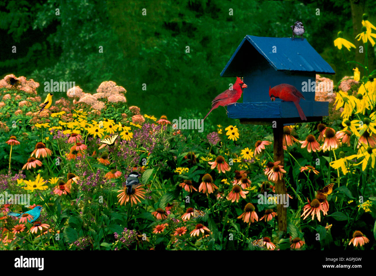 Dinnertime rush: Alimentatore di uccelli dipinto di blu in un giardino di fiori selvatici nativi con una varietà di songbirds mangiare semi Foto Stock