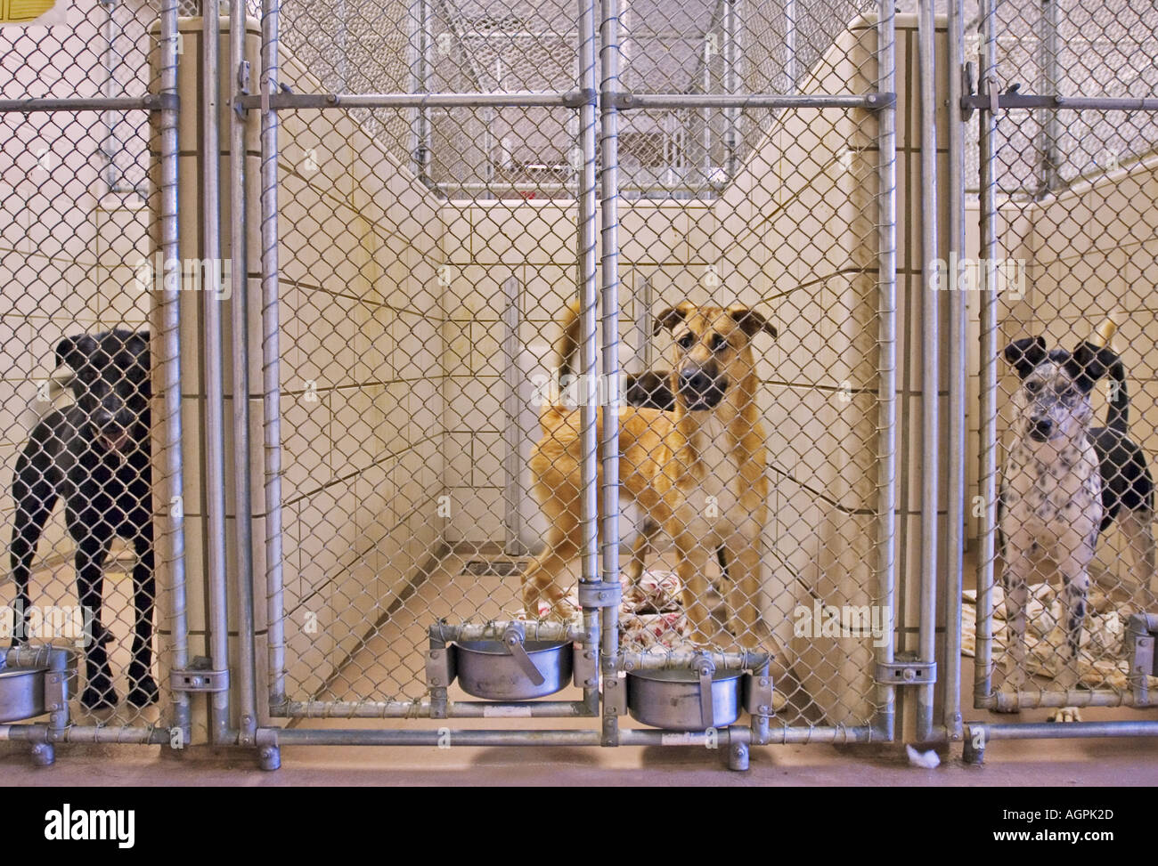 Cani di Razza mista in canile a Animal Shelter New Albany Indiana Foto Stock