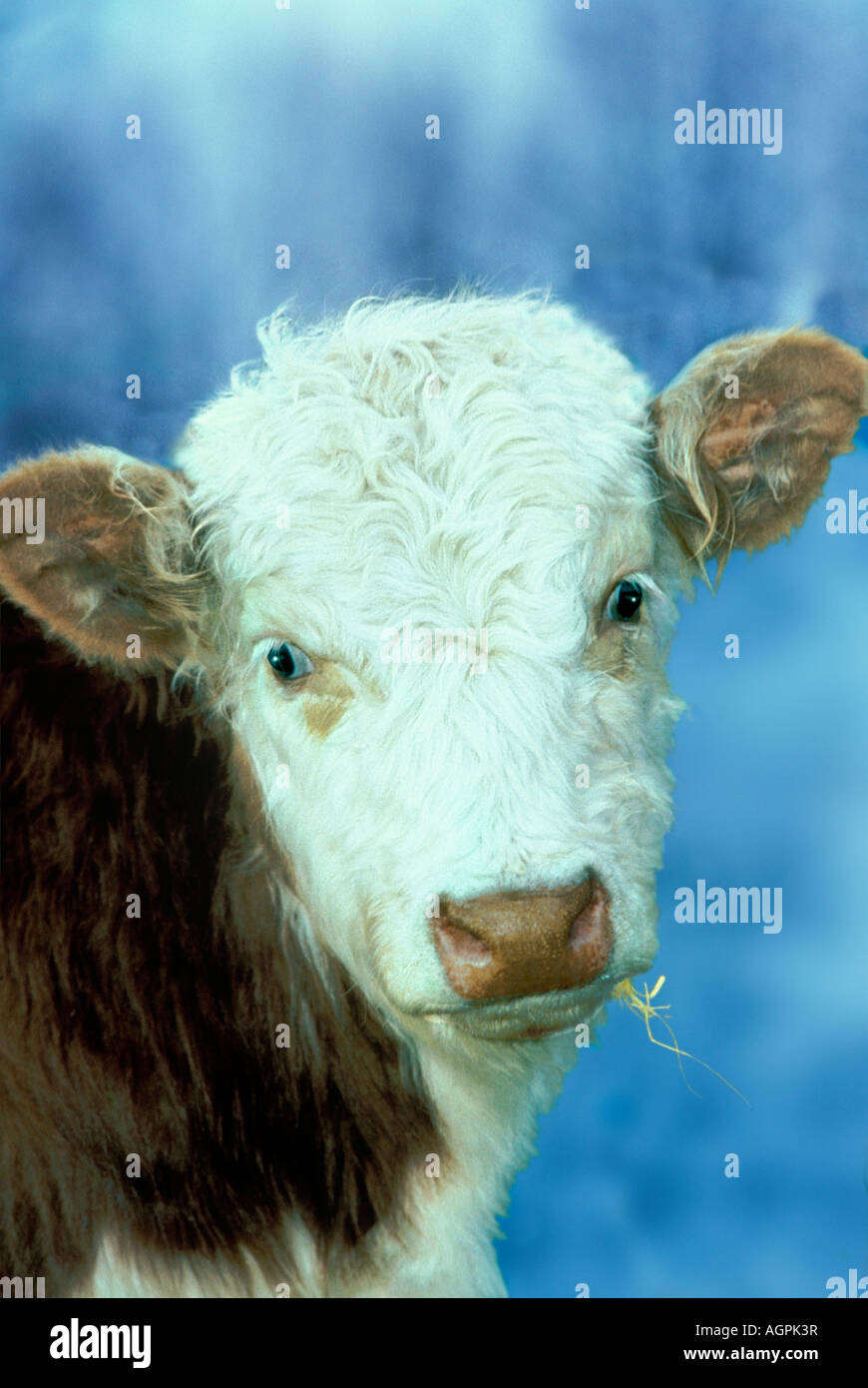 Angelo Mucca: bambino faccia bianca Hereford closeup rendendo il contatto visivo, la Midwest USA Foto Stock