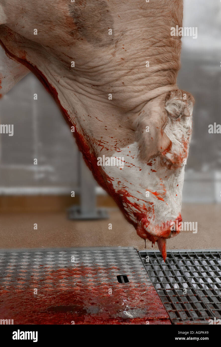 Carcassa di appena abbattuti mucca appeso nei macelli Foto Stock