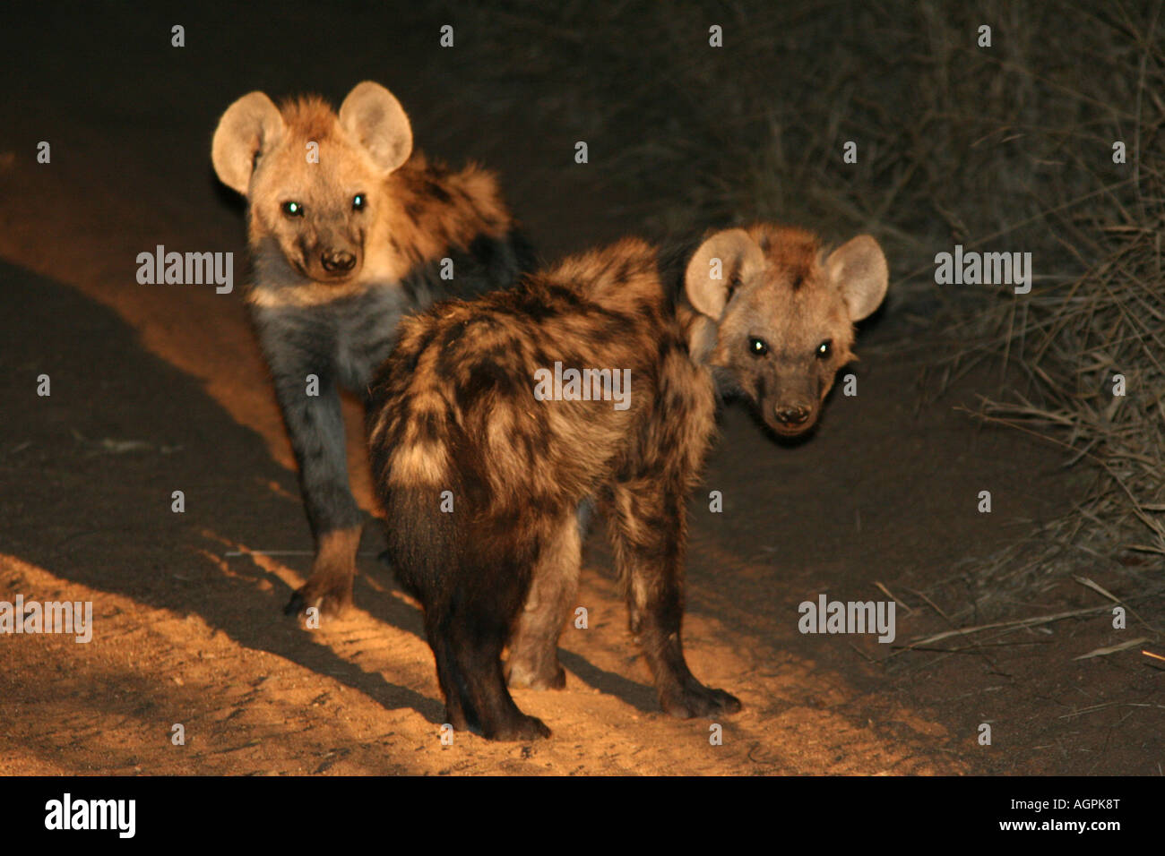 La iena Cubs @ notte Foto Stock