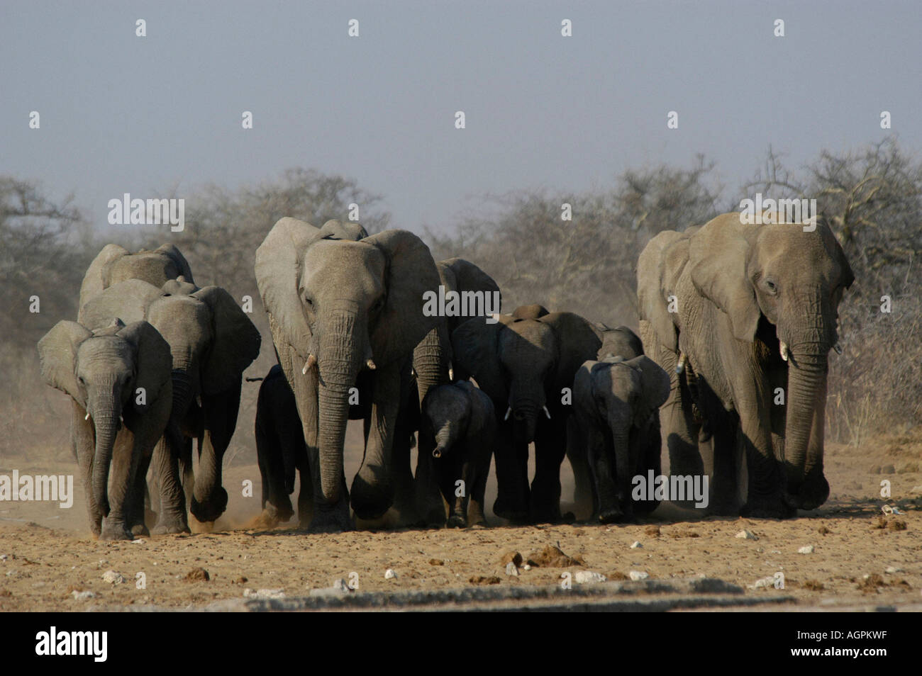 Elefante africano Foto Stock