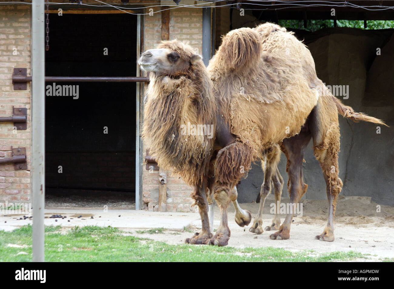 BACTRIAN CAMEL. Brookfield Zoo Foto Stock
