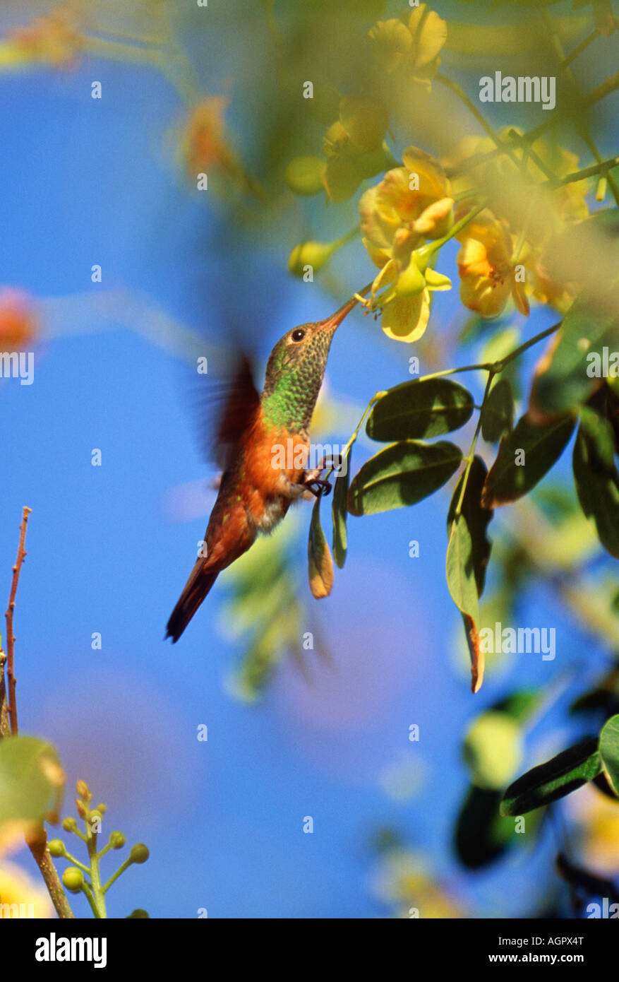Messico, Tulum, Hummingbird battenti vicino a fiore Foto Stock