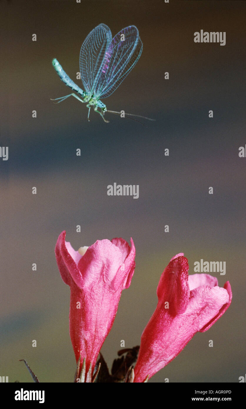 Perly Green Lacewing / Perlige Florfliege Foto Stock