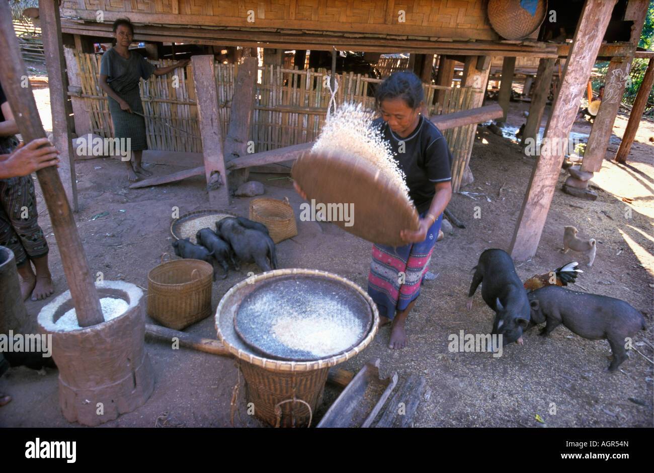 Laos, Luang Namtha, donna di Lao Kamu tribù della collina di riso della trebbiatrice Foto Stock