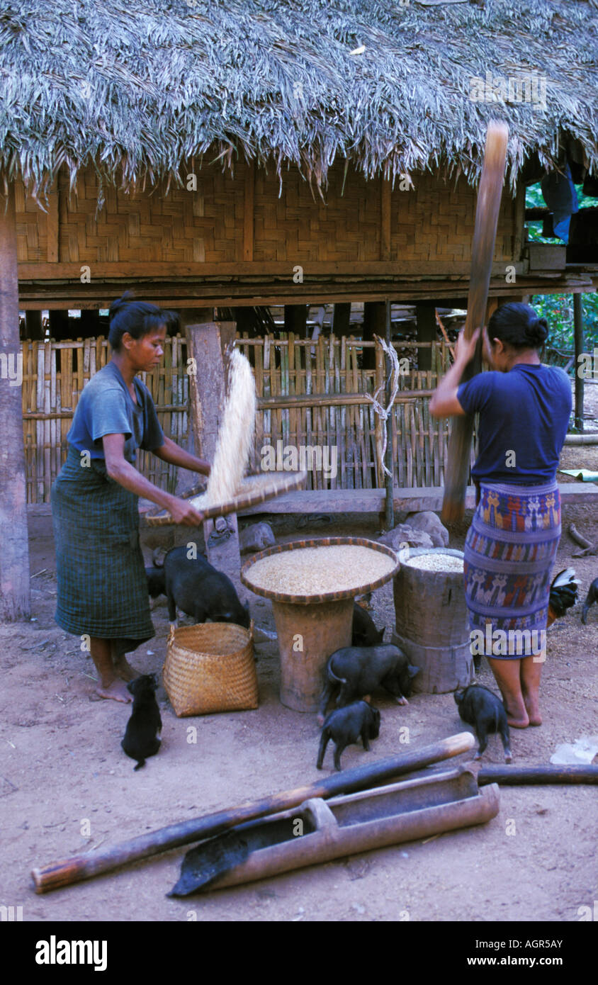 Laos, Luang Namtha, donne di Lao Kamu tribù della collina di riso della trebbiatrice Foto Stock