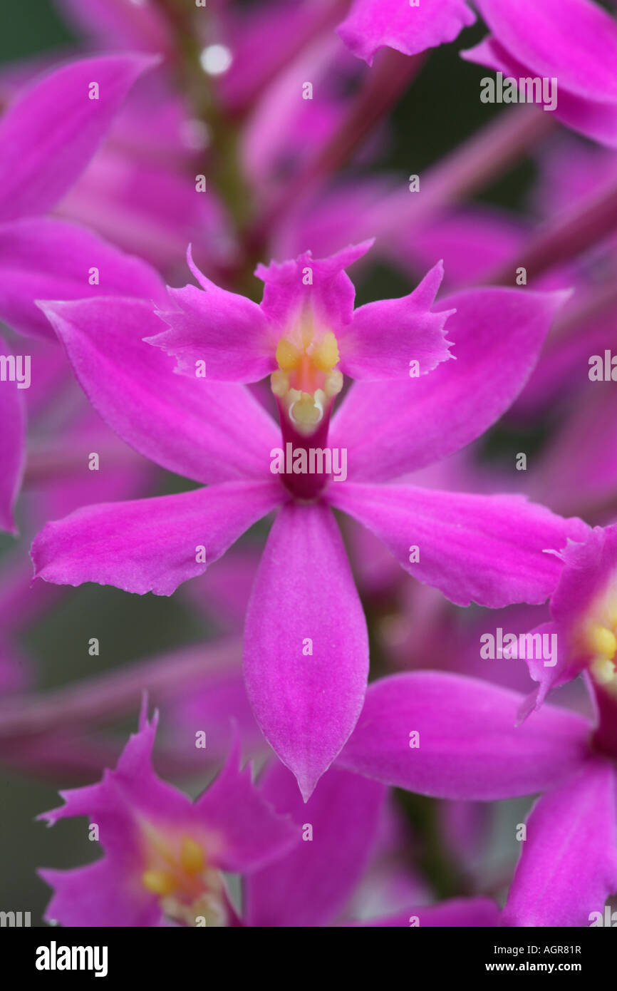 Epidendrum ibaguense Star o Crocifisso Orchid dalla Colombia Venezuela Ecuador e Perù Foto Stock