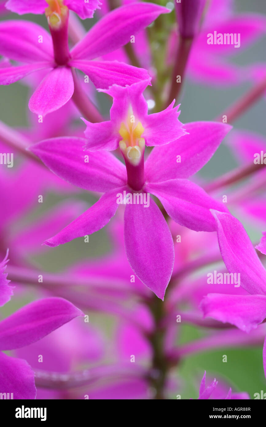 Epidendrum ibaguense Star o Crocifisso Orchid dalla Colombia Venezuela Ecuador e Perù Foto Stock