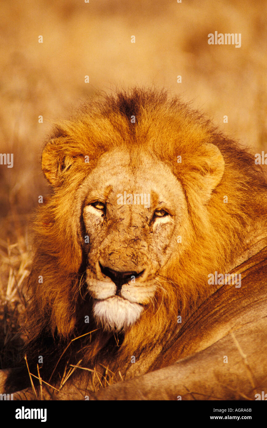 Sud Africa, animali, Lion Foto Stock