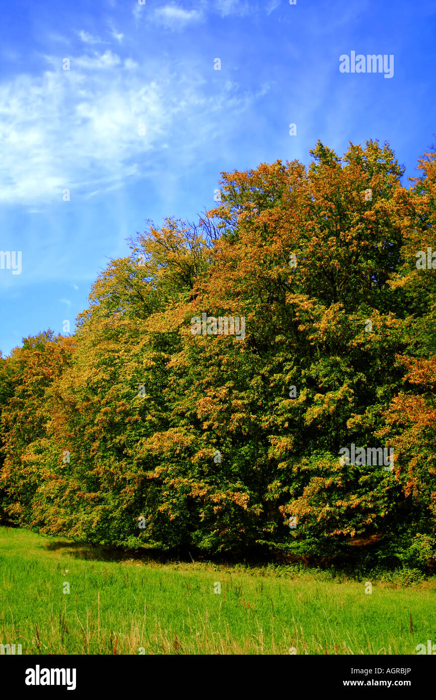 Una vista panoramica di un campo erboso con alberi che mostrano i colori autunnali sotto un cielo blu vibrante con nuvole di neve, che mostrano la bellezza della natura. Foto Stock