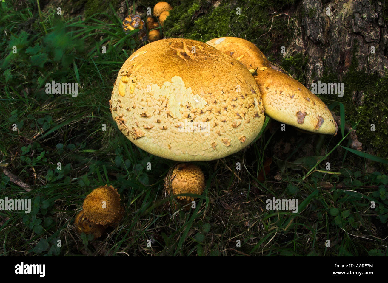 Il fungo cresce allo stato selvatico Foto Stock