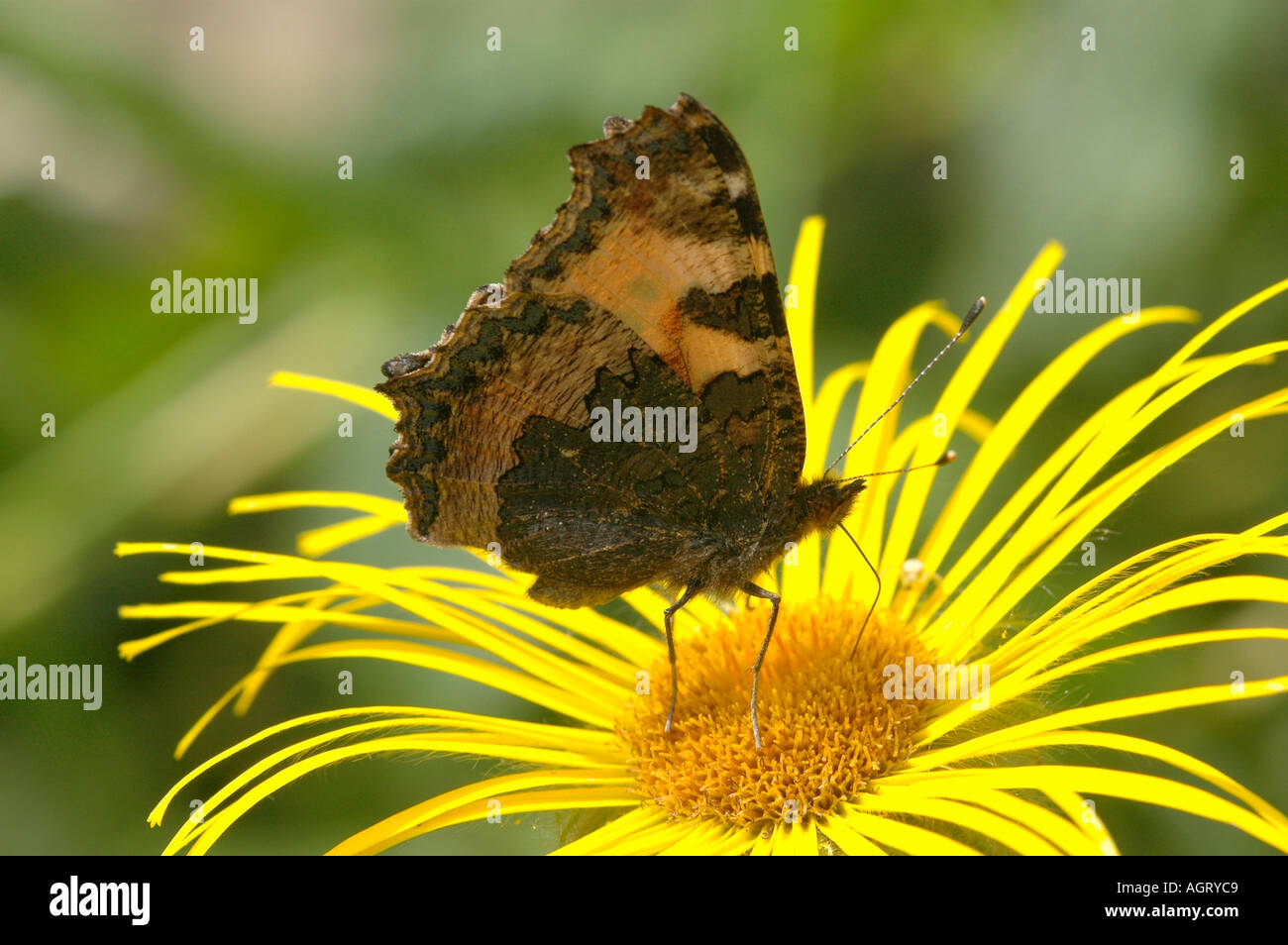 Piccola tartaruga butterfly Foto Stock