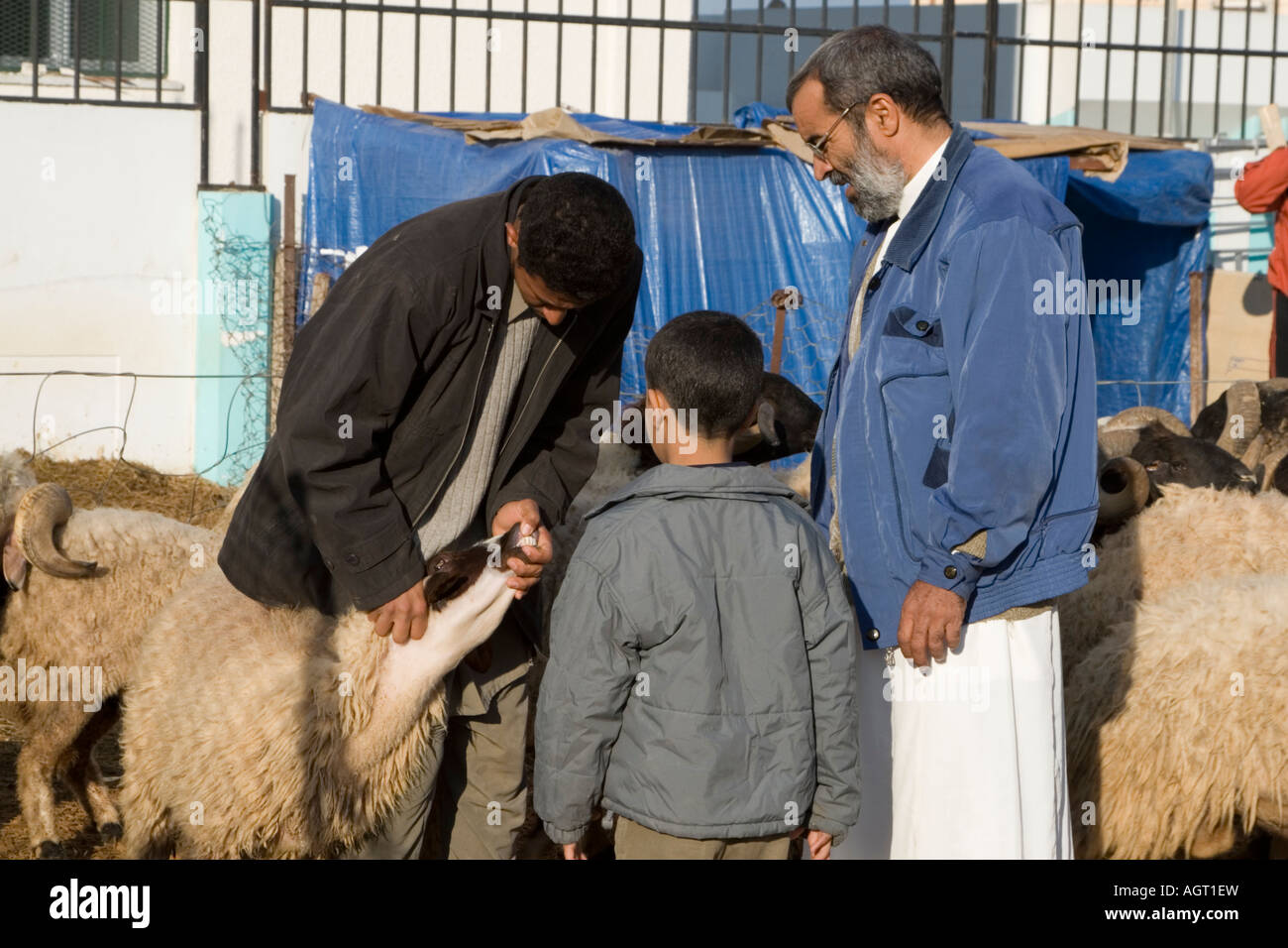 Tripoli, Libia. Controllo denti prima di acquistare una pecora per la festa annuale del sacrificio, l'Eid al-Adha. Foto Stock