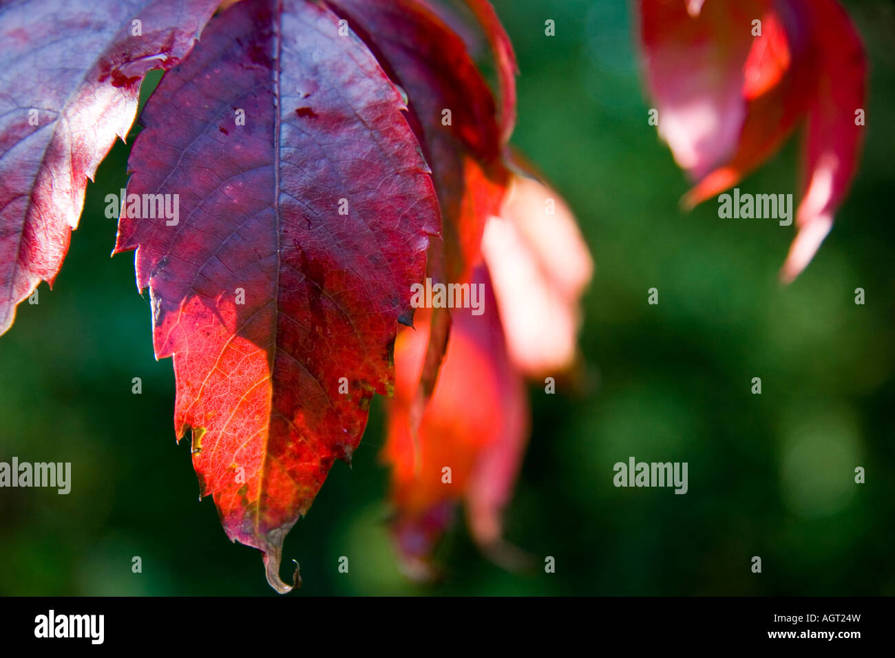 Autunno nei Paesi Bassi. Le foglie sono diventa rosso. Foto Stock