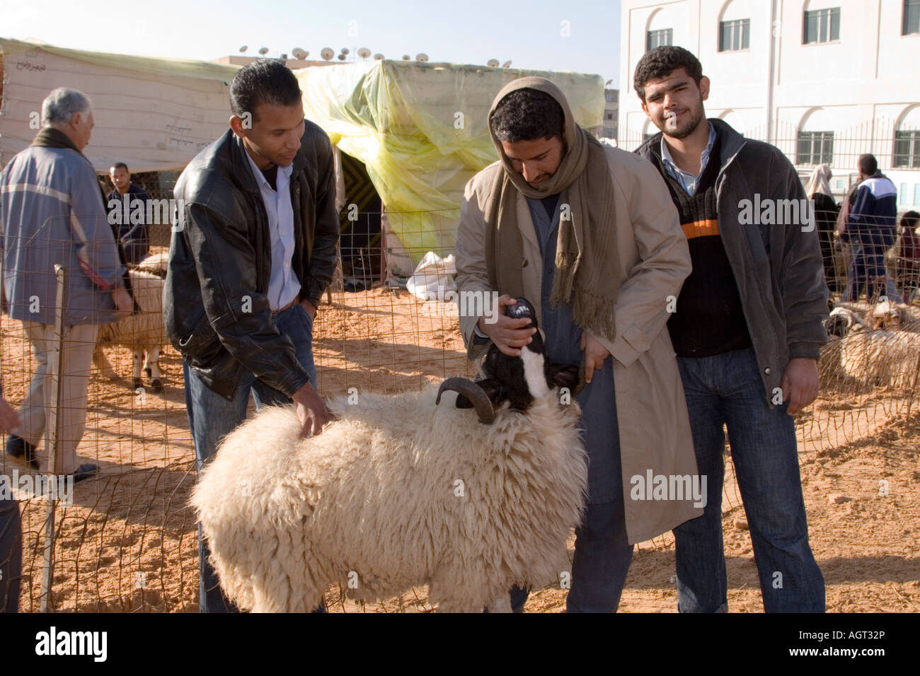 Tripoli, Libia. Controllo denti e torna prima di acquistare una pecora per l annuale Eid al-Adha, Festa del sacrificio. Foto Stock
