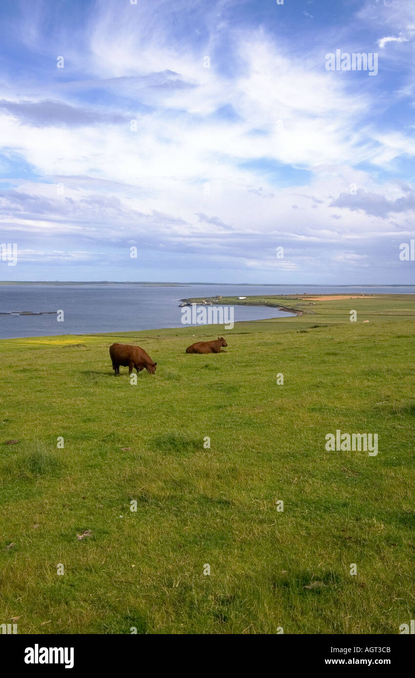 dh Bay of Backaland EDAY ORKNEY mucche pascolo su cage di pesce collina terminal traghetti campi di Stronsay regno unito animali da fattoria in campo Foto Stock