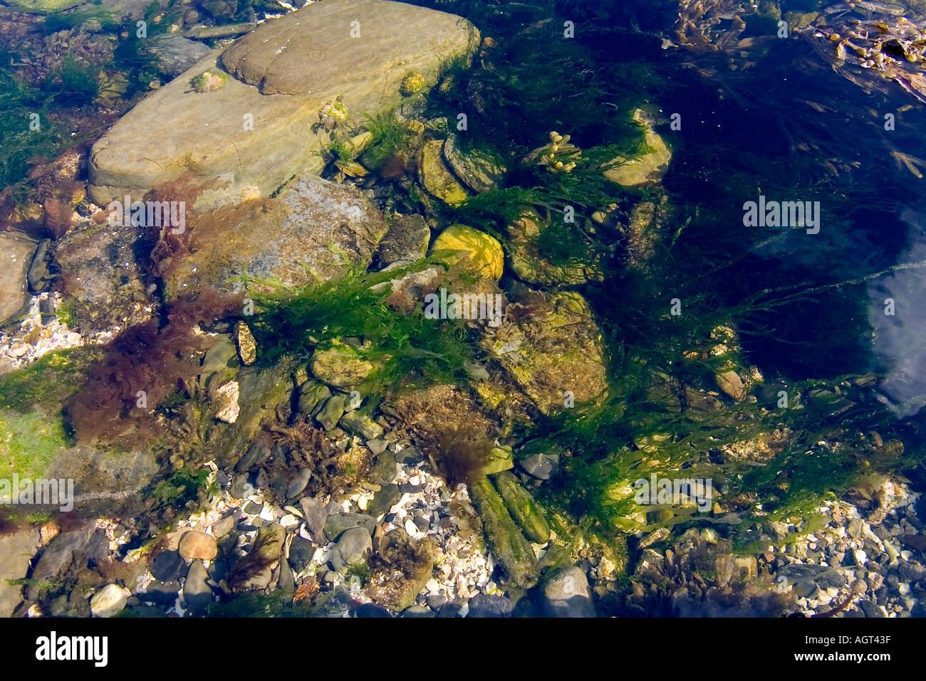 dh Rock pool ALGHE UK acque marine limpide Orkney riva verde primo piano vita marina scozia Foto Stock