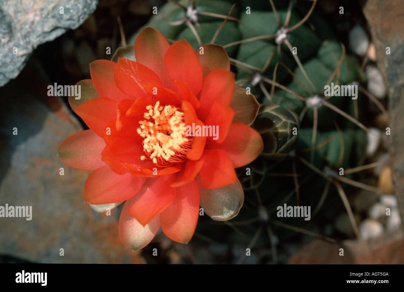 Fiore del cactus Foto Stock