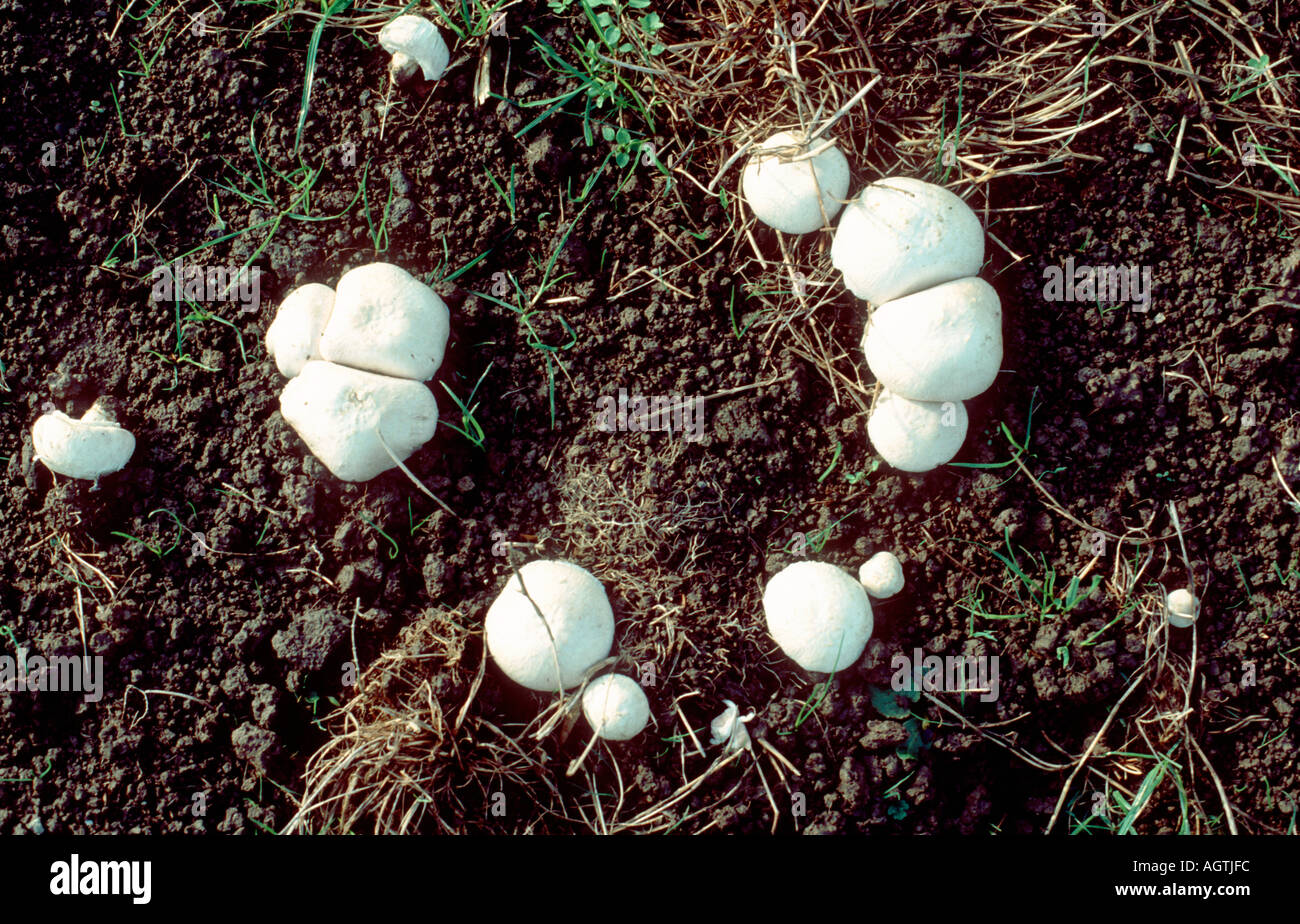 Campo funghi Agaricus campestris in un tipico modello di anello Foto Stock