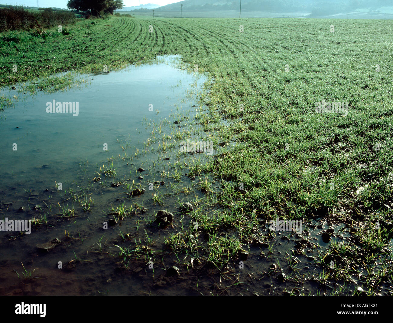 Acqua giacente in piantina del raccolto di cereali Orzo Dopo forti piogge autunnali Foto Stock