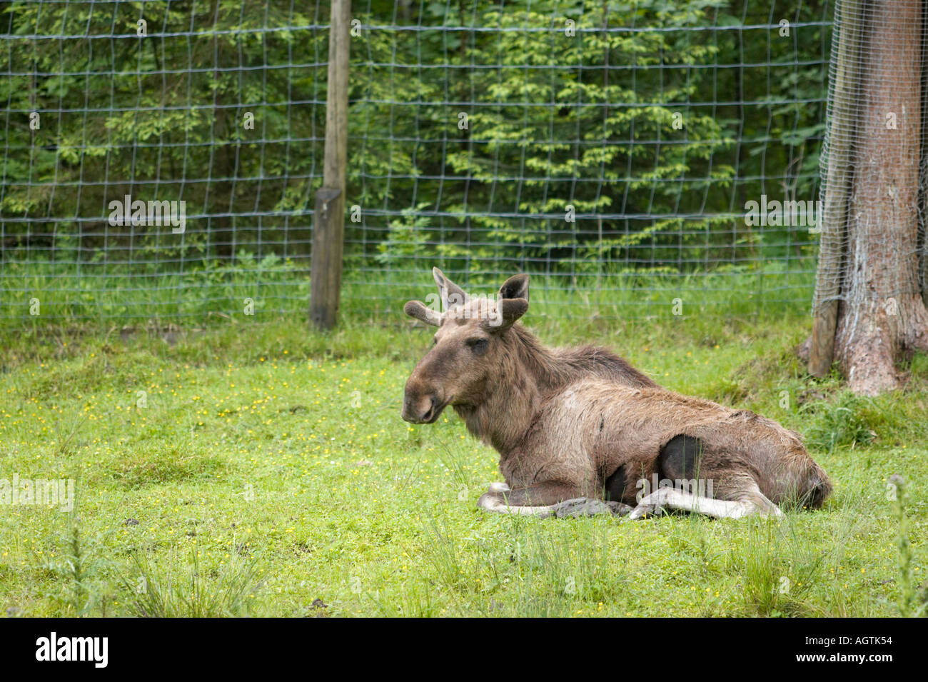 Un alce (Alces alces) che riposa sul terreno al Cumberland Wildlife Park. Grunau, Salzkammergut, Austria. Foto Stock