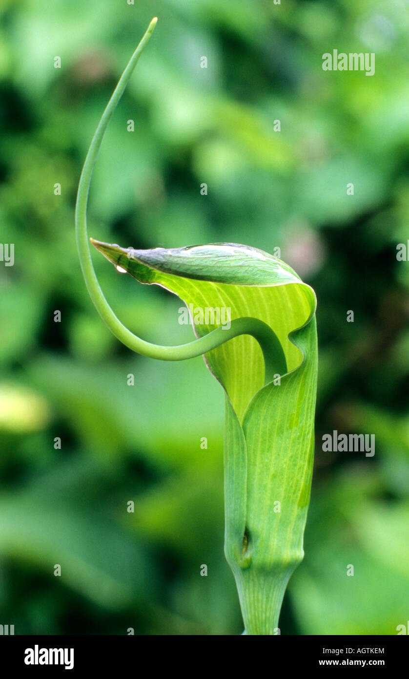 Arisaema tortuosum spathe verde a forma di S spadix pianta di giardino arisaemas Foto Stock