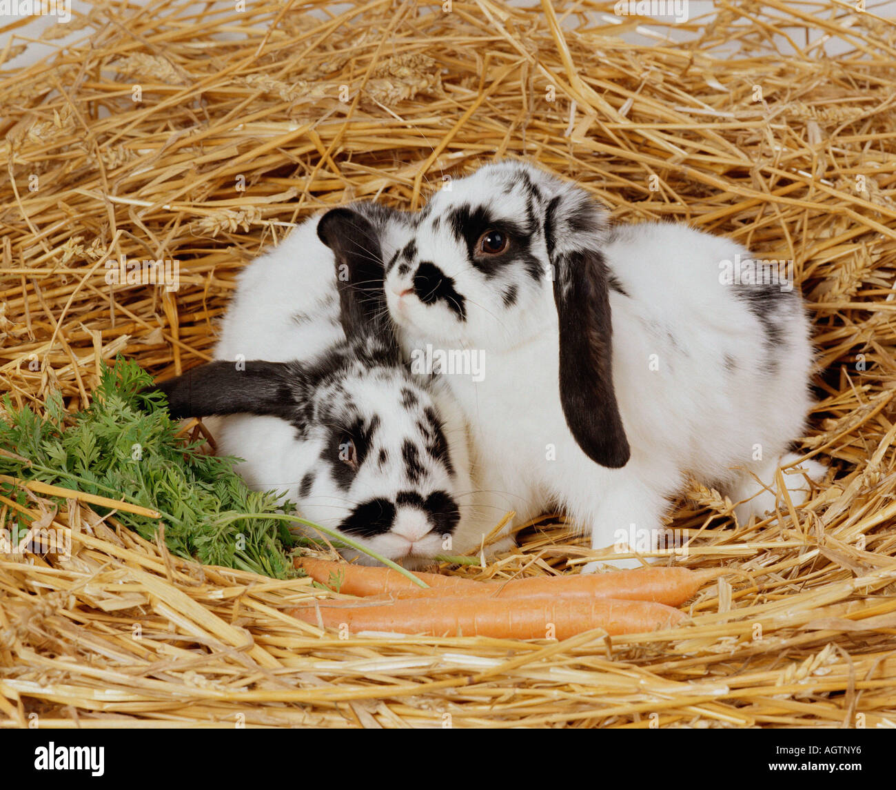 Lop-eared / coniglio coniglio domestico Foto Stock