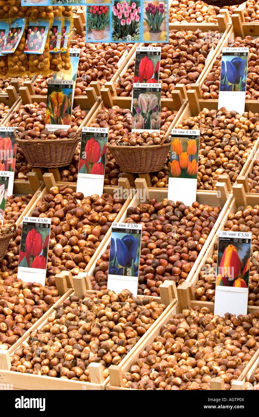Un display di bulbi di tulipani in un mercato di Amsterdam Paesi Bassi Foto Stock