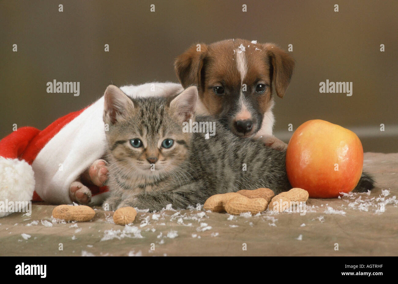 Cane e gatto Foto Stock