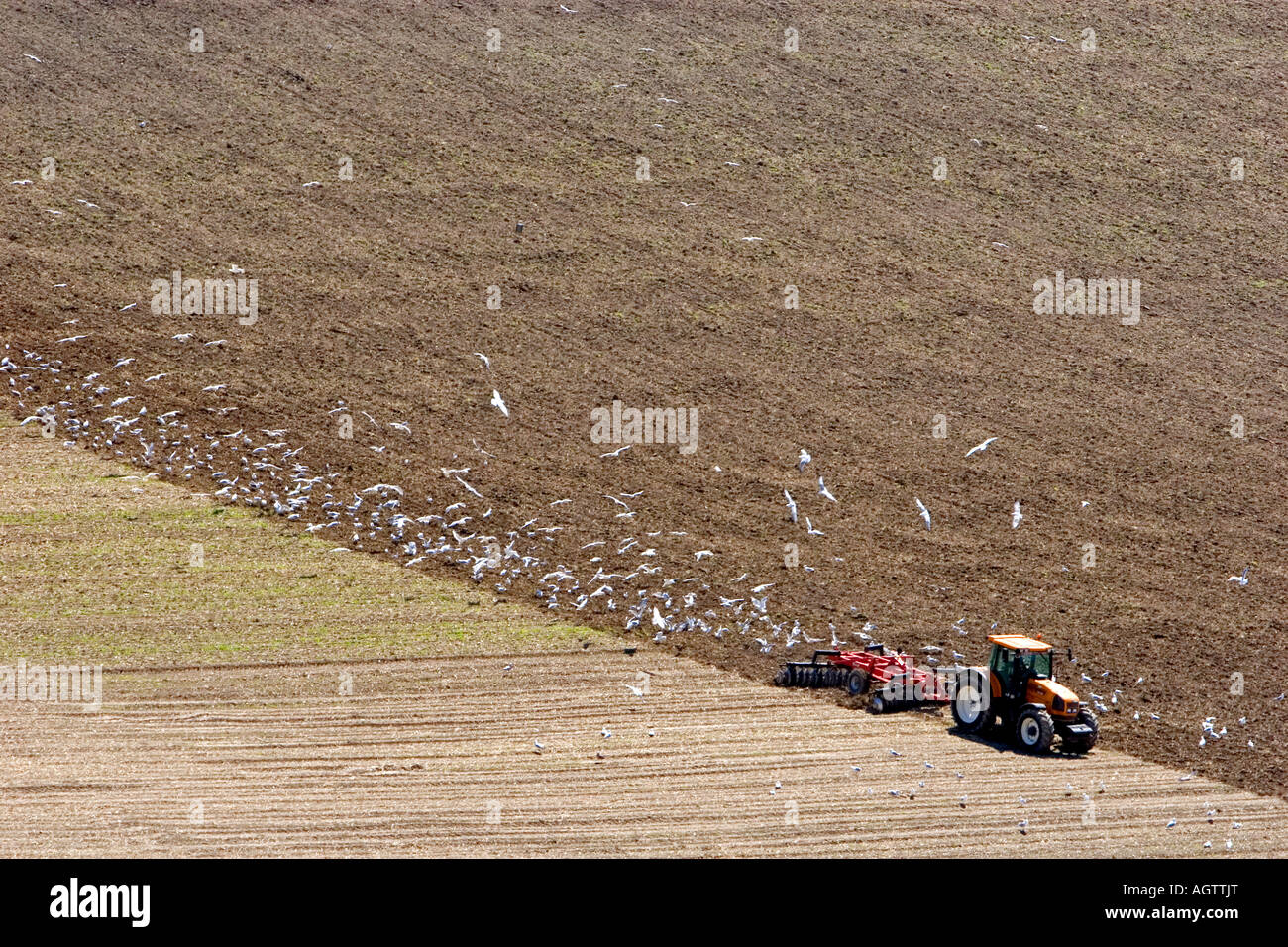 I gabbiani seguire un trattore coltivando un campo a Cap Blanc Nez nel Pas de Calais dipartimento in Francia settentrionale Foto Stock