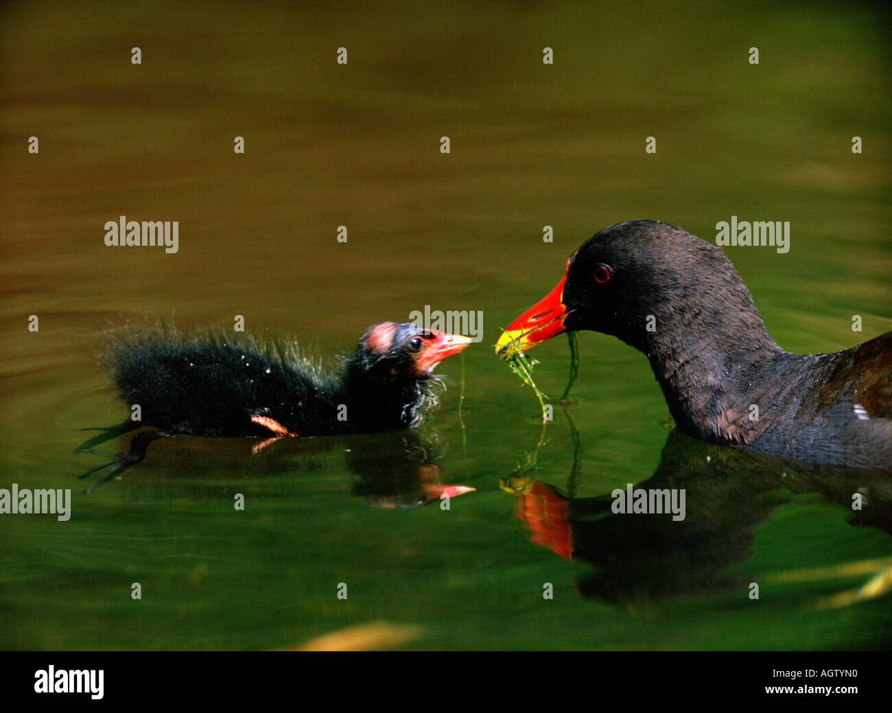 Gallinella d'acqua Foto Stock