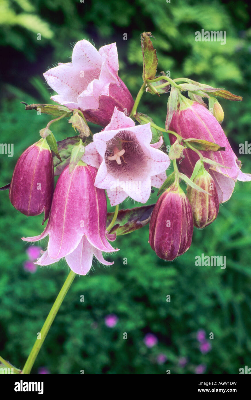 Campanula punctata Cherry campane Foto Stock
