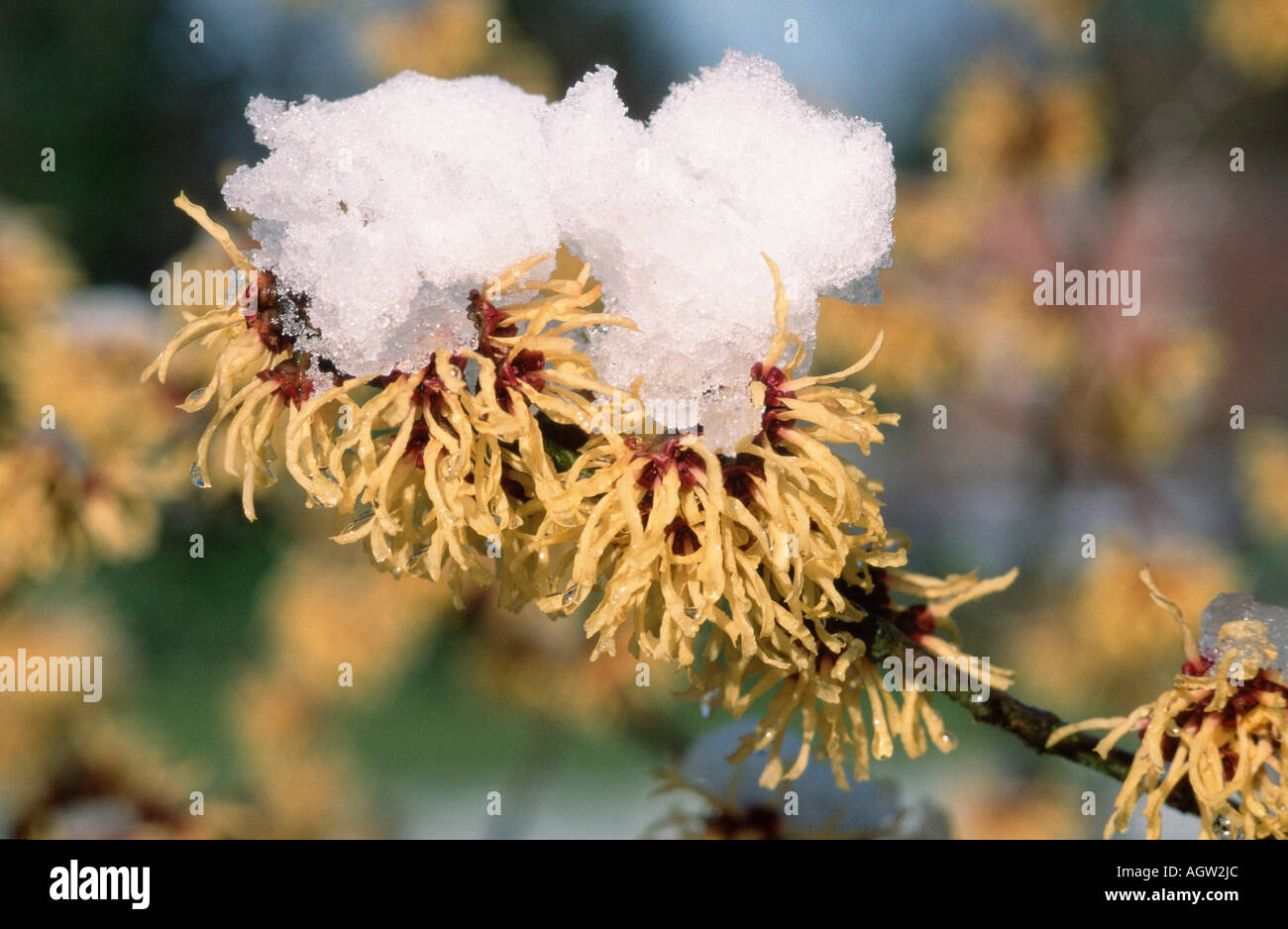 Hamamelis Foto Stock