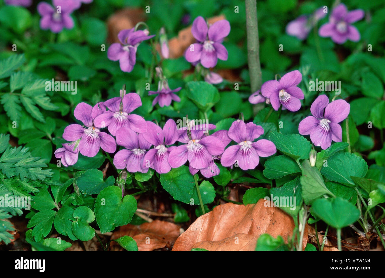 Cane comune viola Foto Stock