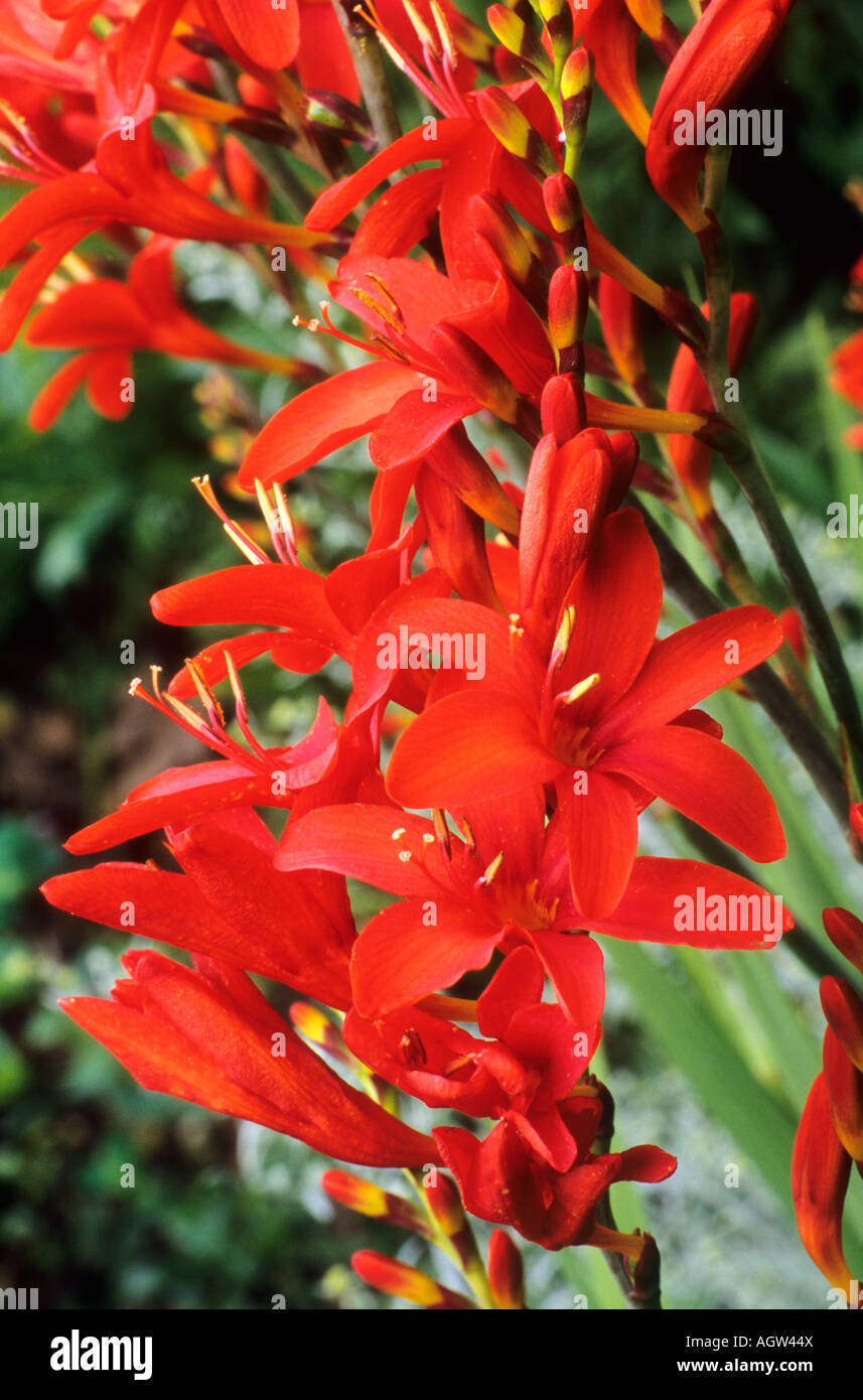 Crocosmia " Krakatoa' Montbretia fiore rosso pianta di giardino crocosmias fiorito Foto Stock